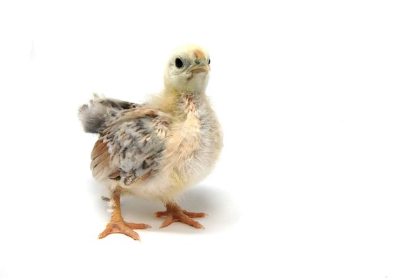 What Are the Ideal Conditions for Raising a Brood of Baby Chickens Indoors?