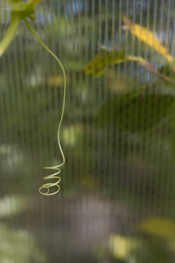 What's the Best Method for Introducing a Rescue Greyhound to Apartment Living?